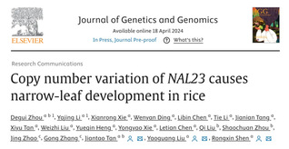 刘耀光团队发现水稻NAL23基...