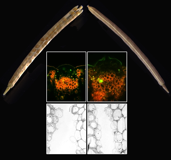 吴鸿教授课题组在拟南芥角果开裂的细胞学和分子生物学调控机制研究中