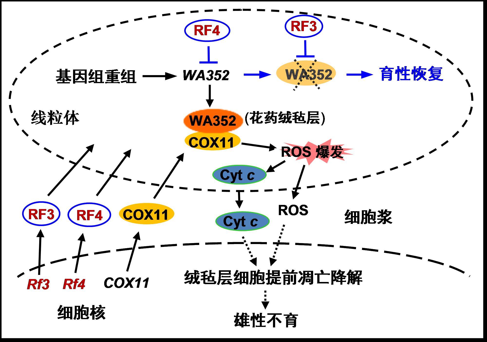 努力,成功克隆了三系杂交水稻中广泛利用的野败型细胞质雄性不育基因