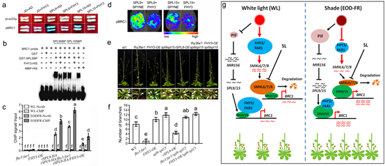图注说明:拟南芥fhy3和far1蛋白整合植物外部光信号途径和植物内部独