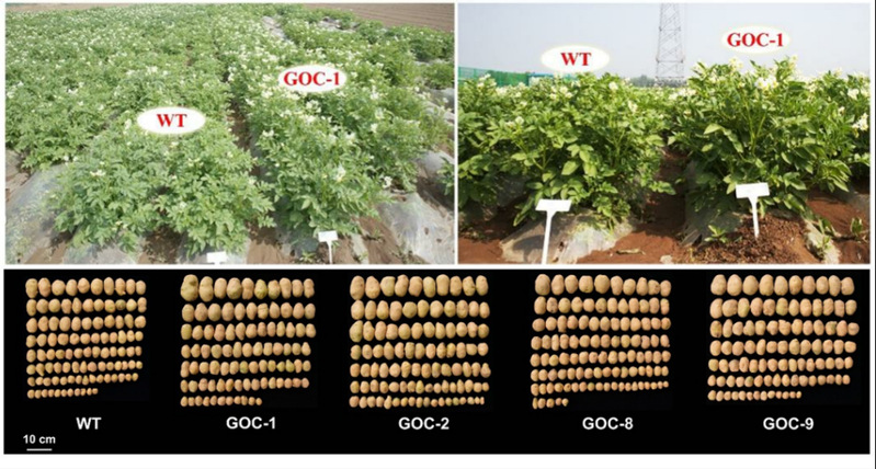 GOC马铃薯不同地区的表型